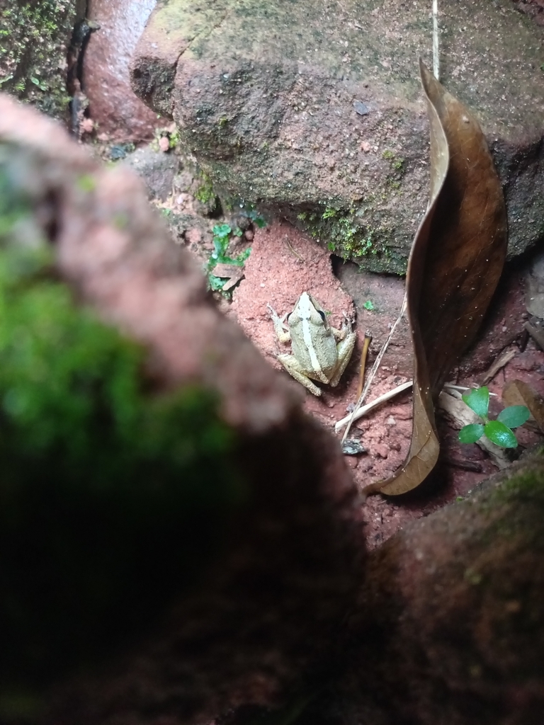 Pristimantis koehleri