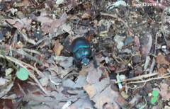 Phelotrupes auratus
