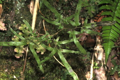 Lygodium flexuosum