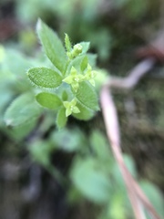 Galium californicum californicum