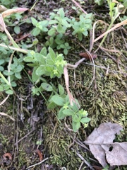 Galium californicum californicum
