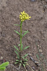 Erysimum coarctatum