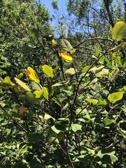 Dirca occidentalis