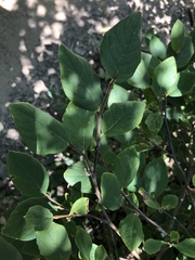 Dirca occidentalis