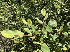 Dirca occidentalis