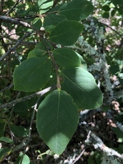 Dirca occidentalis