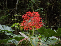 Clerodendrum paniculatum