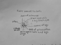 Bombus mixtus