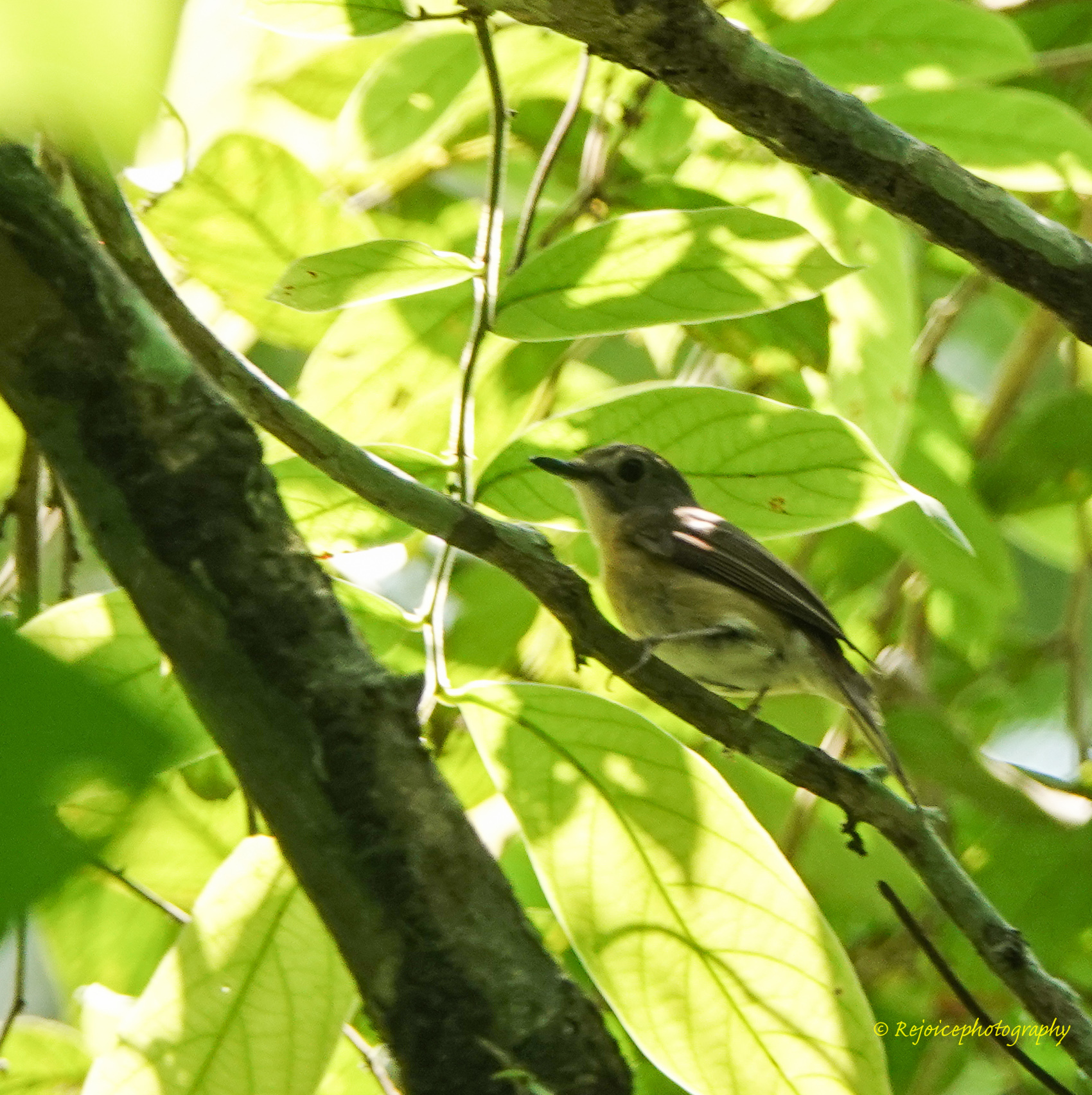 Pale-chinned Flycatcher