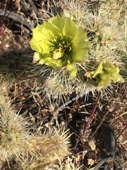 Cylindropuntia ganderi