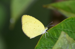 Eurema brigitta rubella