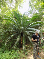 Cycas inermis