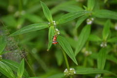 Spermacoce ocymoides