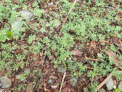 Acmispon parviflorus
