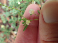 Acmispon parviflorus