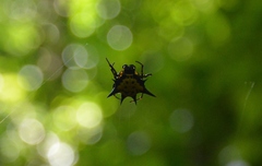 Gasteracanthinae