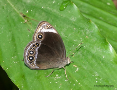 Mycalesis anaxias