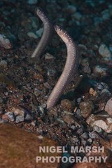 Barnes' Garden Eel photo 4