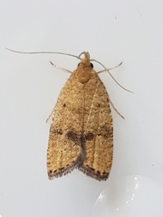 Psilocorsis quercicella