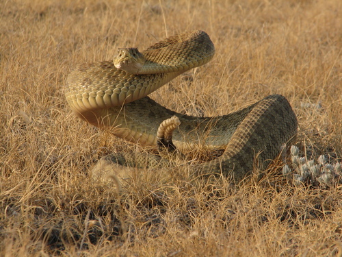 Prairie Rattlesnake (Crotalus viridis), a species recorded in Nebraska