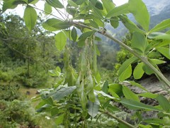 Laburnum anagyroides