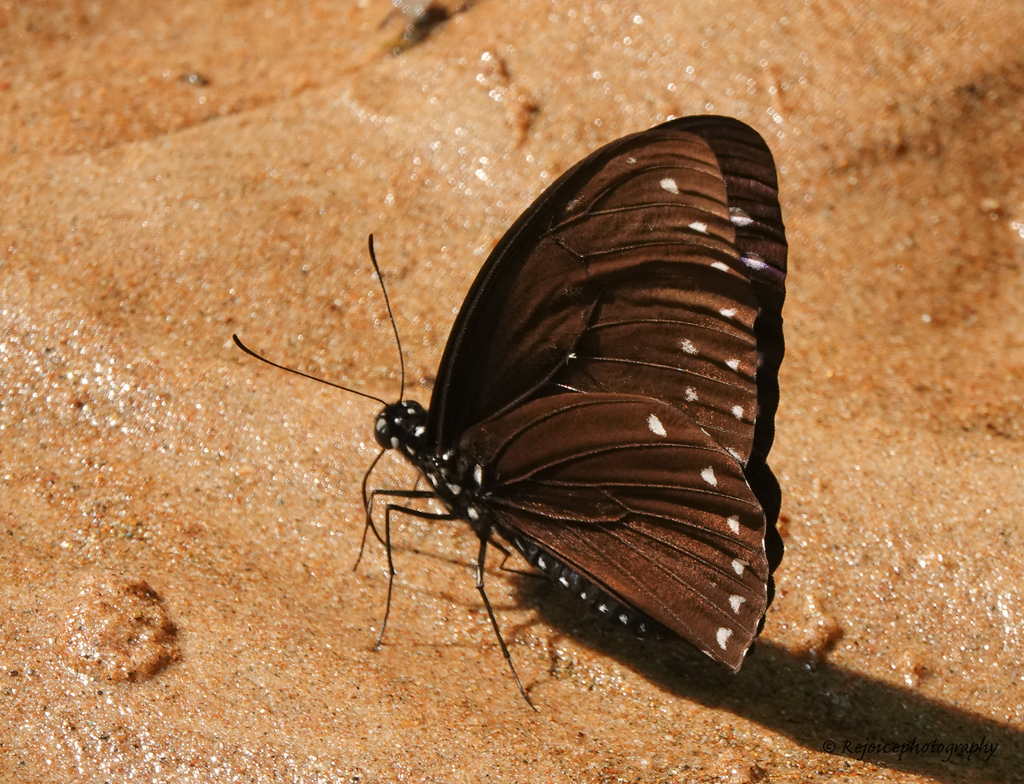 Butterflies from Dosdewa Khasi Village, Katamoni,788728, Assam 788728 ...