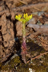Sedum radiatum radiatum