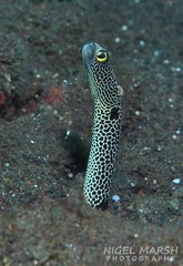Heteroconger hassi