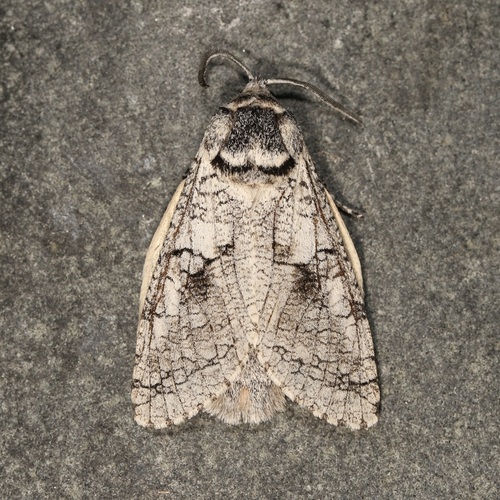 Aspen Carpenterworm photo 3