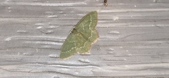 Thalera pistasciaria