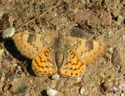 Mexican Zela Metalmark