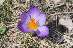Crocus