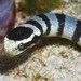 Banded Sea Krait - Photo (c) Nigel Marsh, some rights reserved (CC BY-NC), uploaded by Nigel Marsh