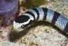 Yellow-lipped Sea Krait - Photo (c) Nigel Marsh, some rights reserved (CC BY-NC), uploaded by Nigel Marsh