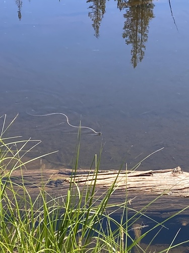 iNaturalist observation photo of Garter Snakes