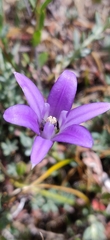Brodiaea terrestris kernensis