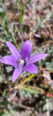 Brodiaea terrestris kernensis
