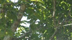 Poecile carolinensis