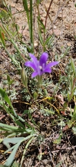 Brodiaea terrestris kernensis