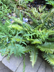 Linaceae