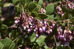 Arctostaphylos patula