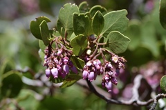 Arctostaphylos patula