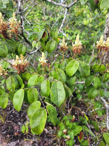Macrolobium campestre