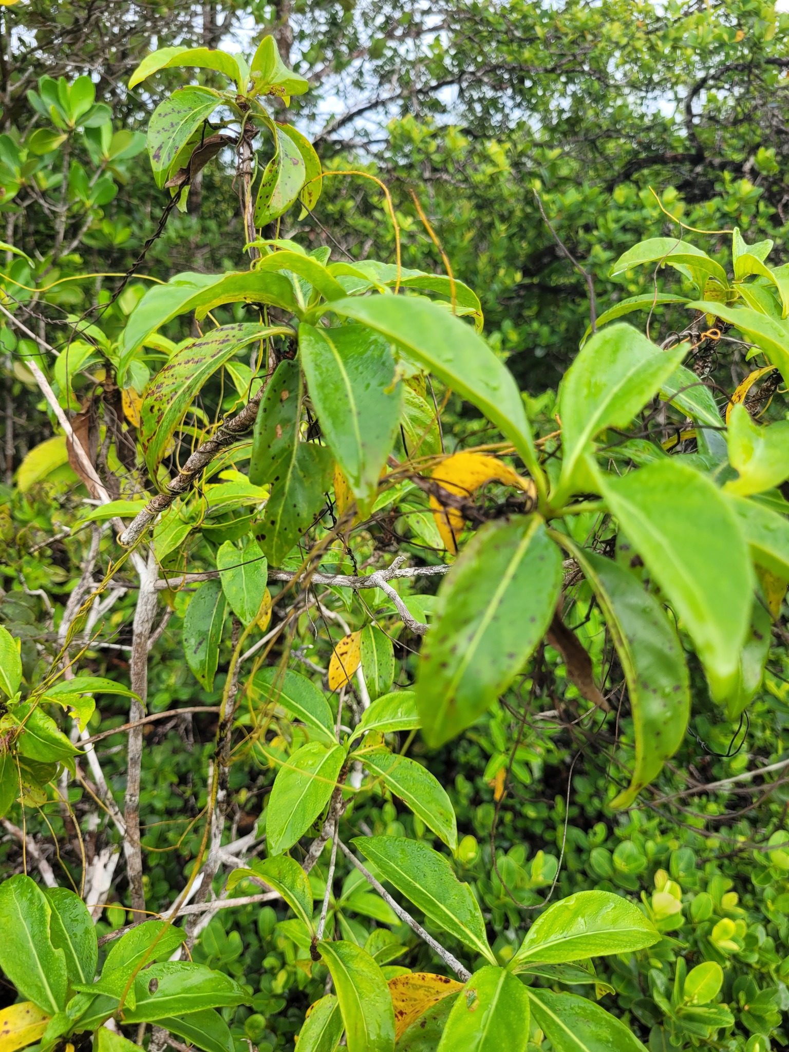 Pagamea guianensis