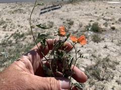 Sphaeralcea hastulata