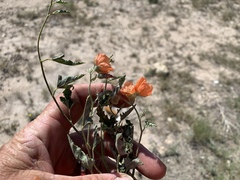 Sphaeralcea hastulata