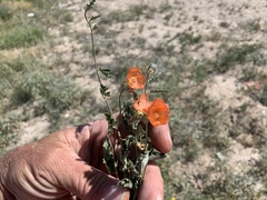 Sphaeralcea hastulata