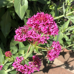 Centranthus ruber