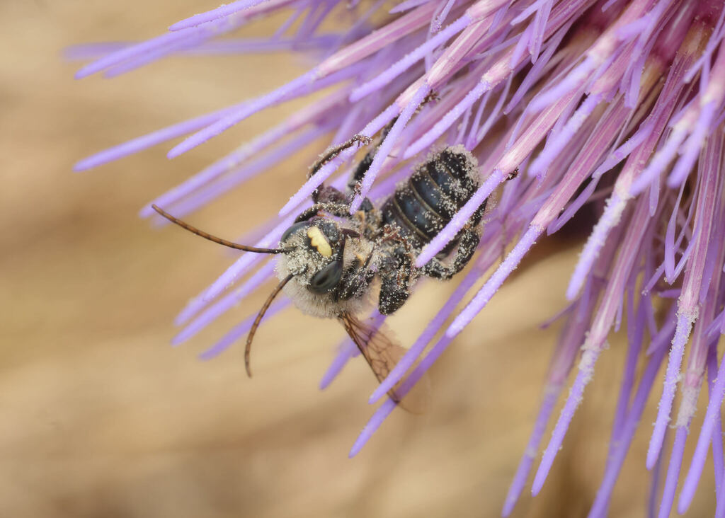 Rival Long-horned Bee