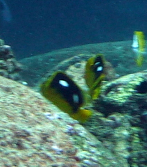 Chaetodon quadrimaculatus